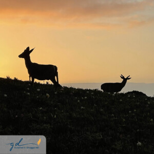 Gurpreet Dhugga Photography