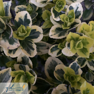 Gurpreet Dhugga Photography