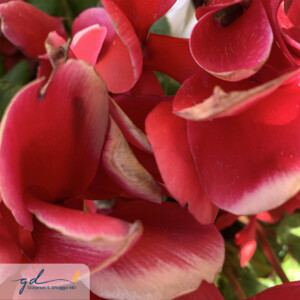 Gurpreet Dhugga Photography