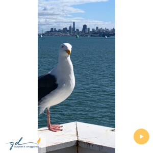 Gurpreet Dhugga Photography